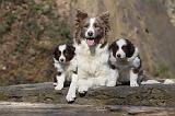 BORDER COLLIE 786